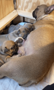 french-bulldog-puppies