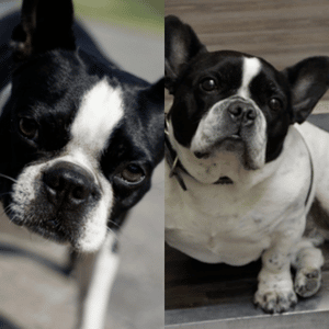 black-and-white-french-bulldog