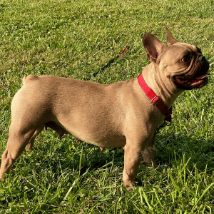 evie-french-bulldog-3