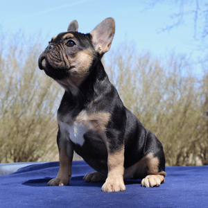 Tri color best sale frenchie for sale