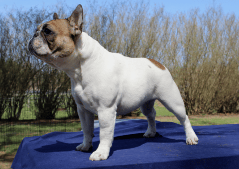 punkin-french-bulldog