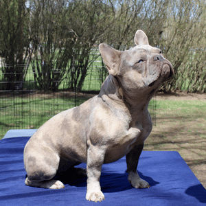 merle-french-bulldog-puppies-for-sale