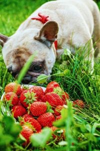 best-food-for-french-bulldog