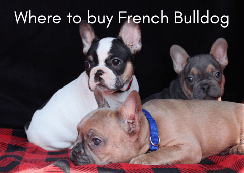 where-to-buy-french-bulldog