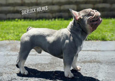 holmes-french-bulldog-stud