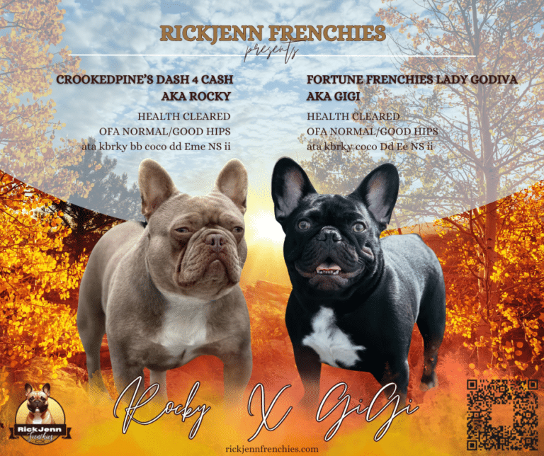 french-bulldog-puppies-for-sale