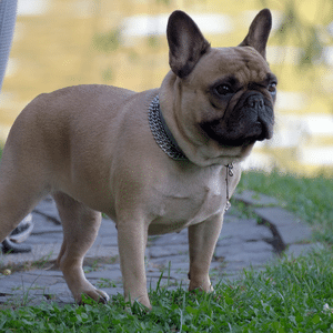 french-bulldog-price-for-quality