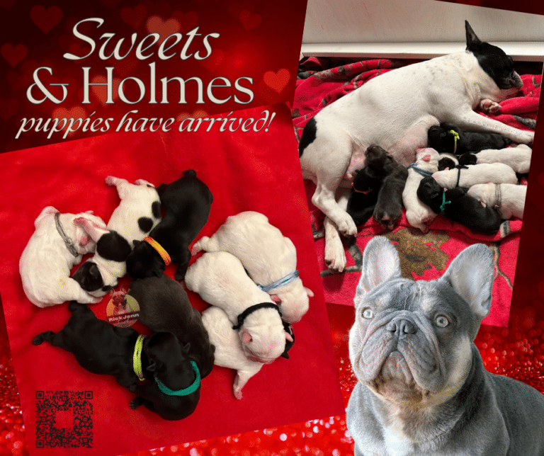 french-bulldog-puppies-for-sale-sweets-holmes