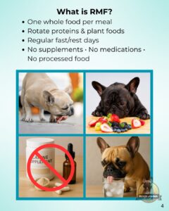 best-food-for-french-bulldogs