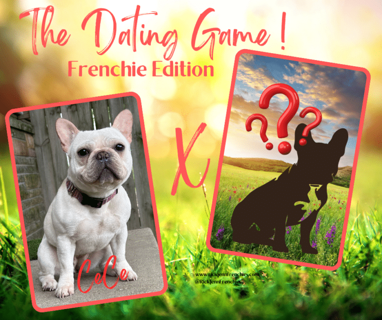 frenchie-puppies-for-sale