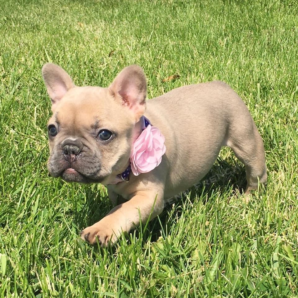 french-bulldog-puppies-for-sale-Nashville-TN