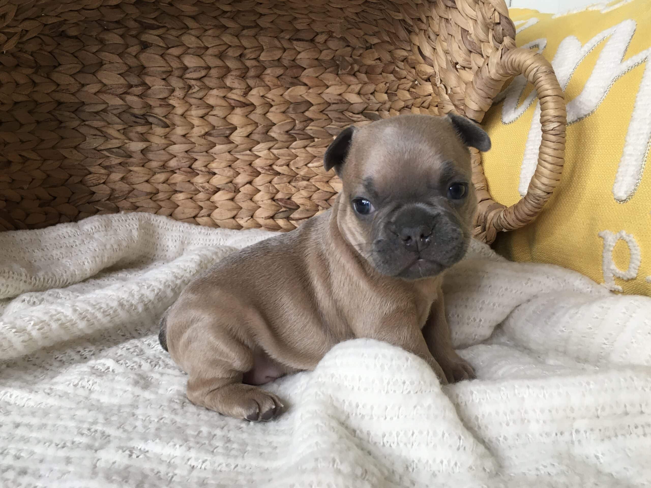 french-bulldog-puppies-for-sale-nashville-tn