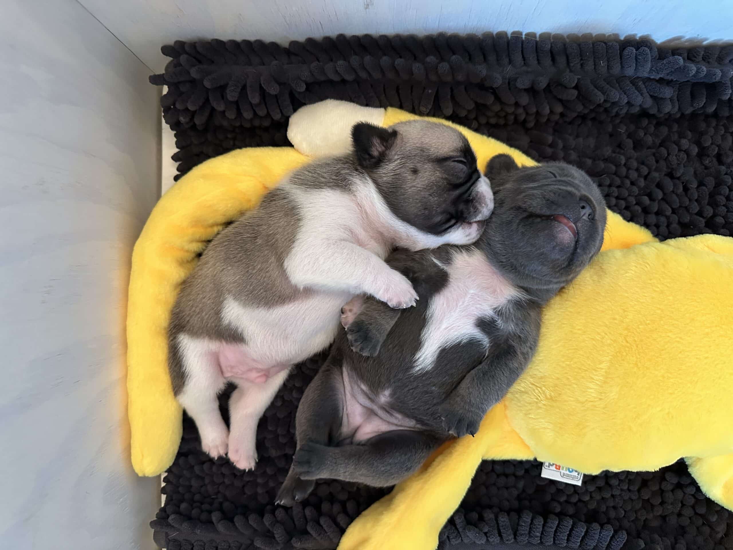 french-bulldog-puppies-for-sale-louisville-ky