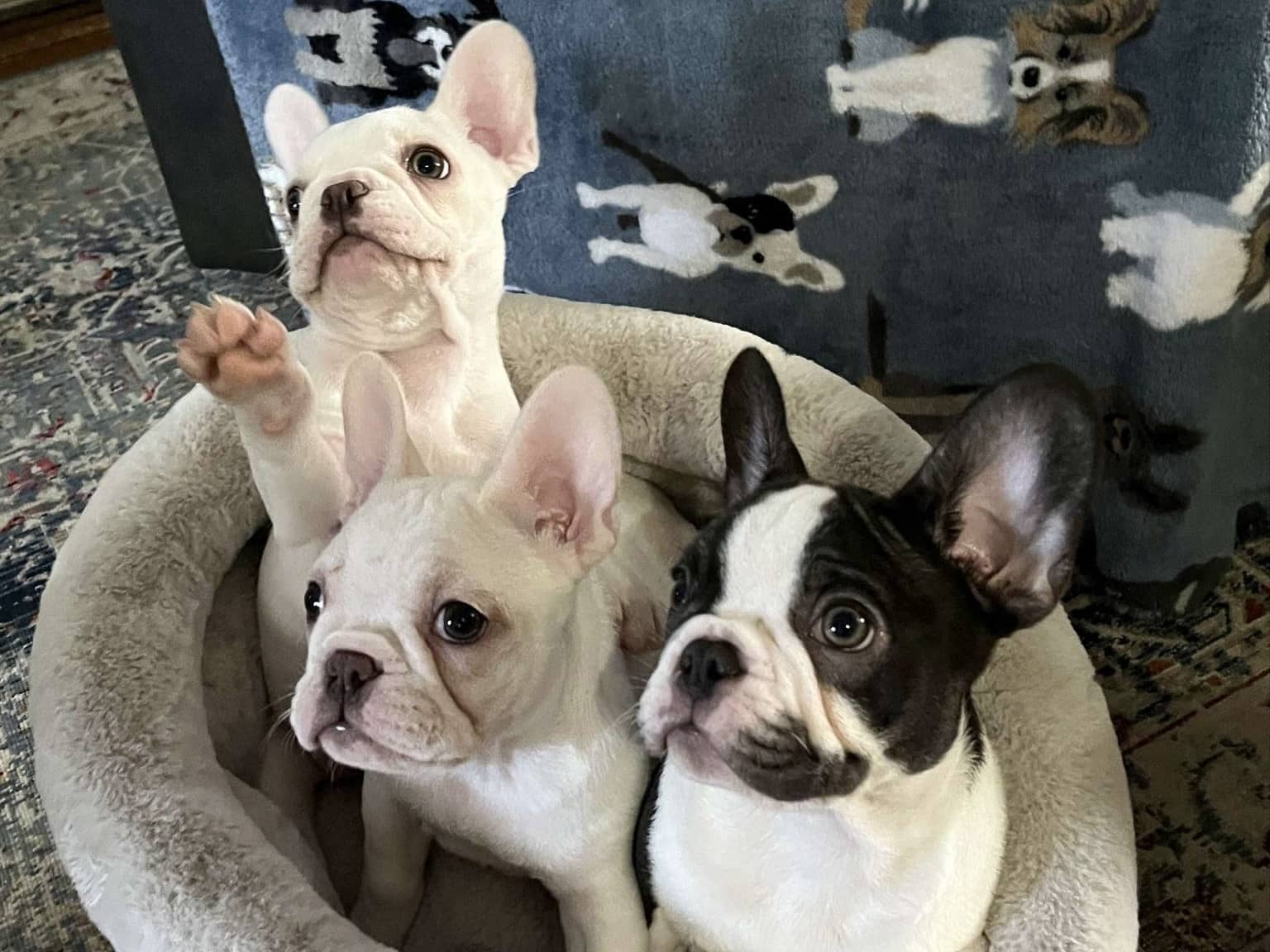french-bulldog-puppies-for-sale-columbus-oh