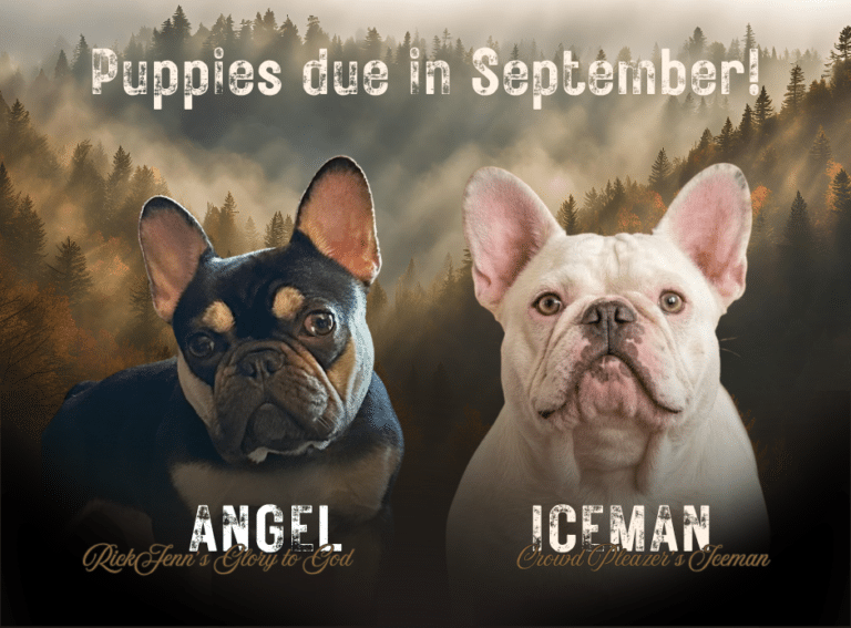 french-bulldog-puppies-for-sale-2026