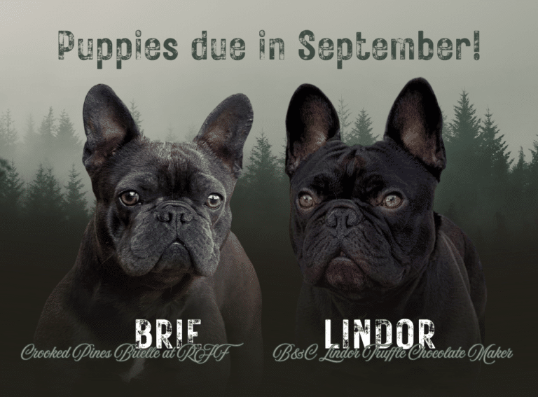 frenchie-puppies-for-sale-2026