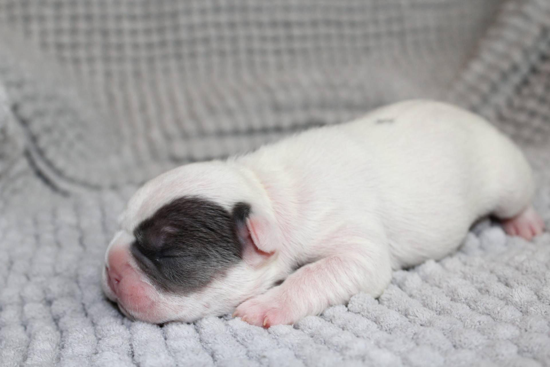 french-bulldog-puppy-for-sale