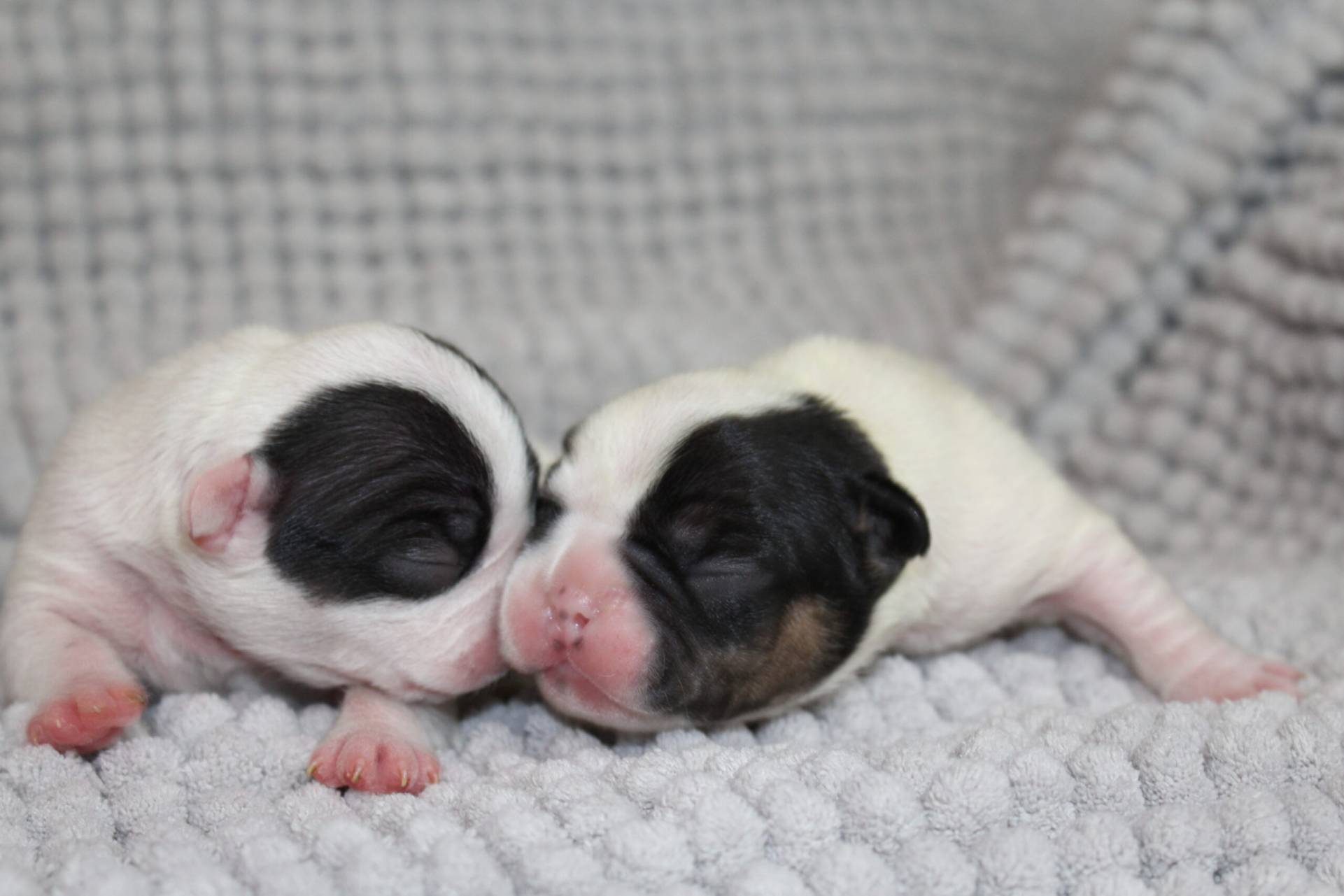french-bulldog-puppy-for-sale-1