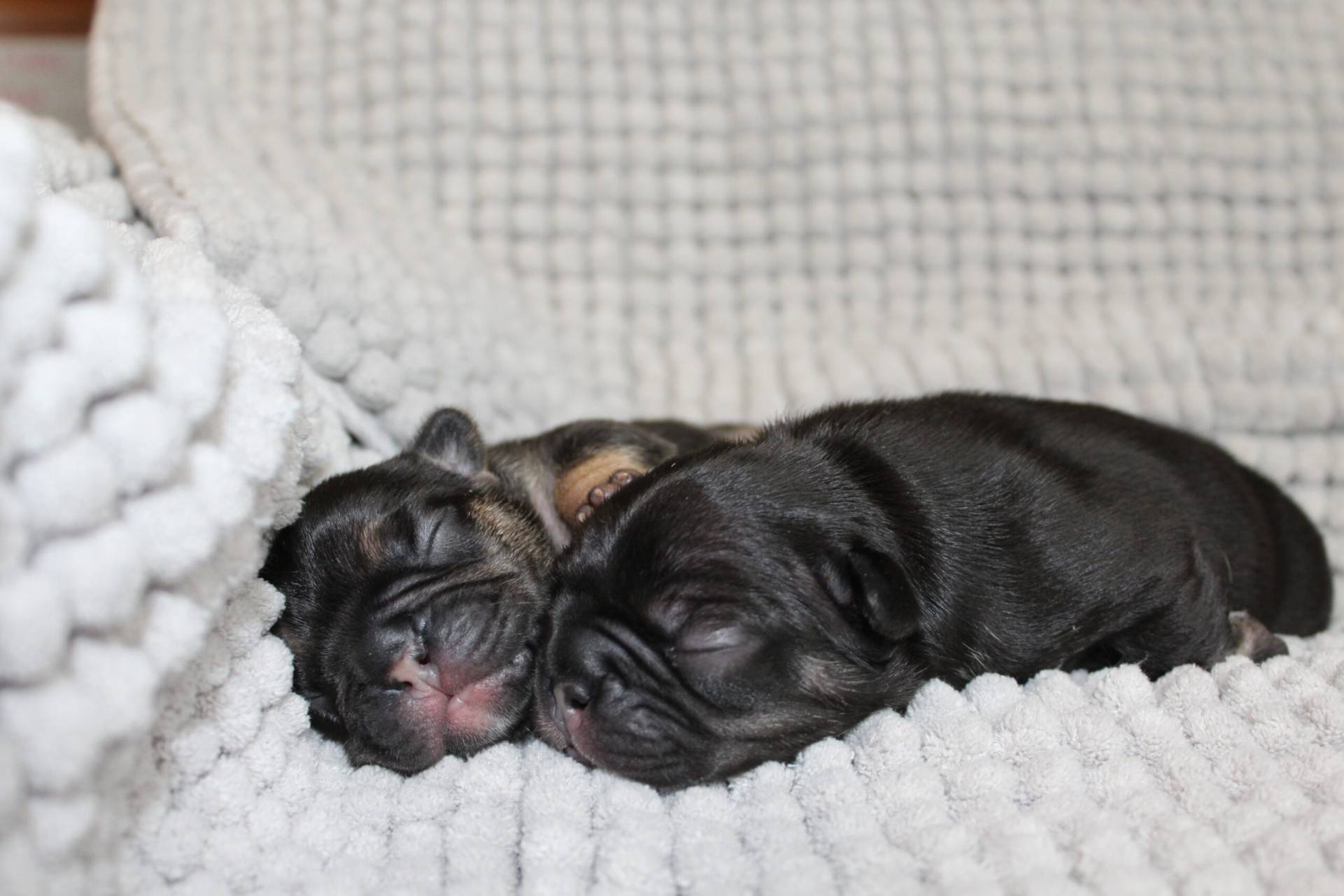 Frenchie-puppies-for-sale